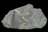 Pennsylvanian Horsetail (Calamites) Plate - Kentucky #158804-1